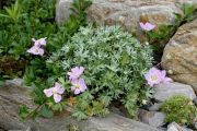 Geranium argenteum